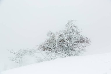 Kış mevsiminde karla kaplı ve buzlu ağaçla kaplı bir manzara sisli havada bir dağ yamacında.
