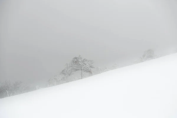 Landscape Snow Covered Icy Tree Winter Mountain Slope Foggy Weather — Stock Photo, Image