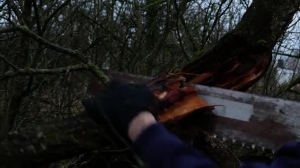 Ruka odřezává část stromu. ruka s pilou řezání větev ze stromu — Stock video