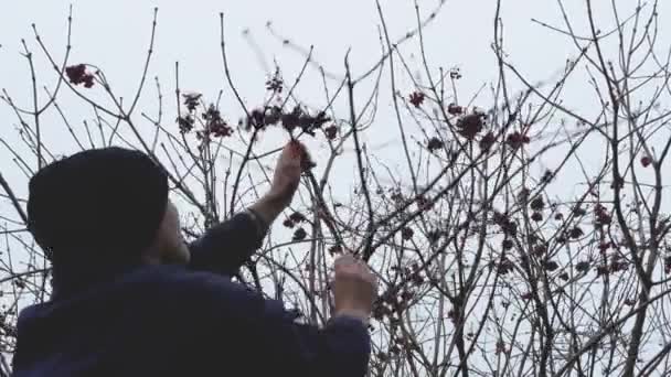 Egy férfi letépi a kalinai bogyók ágait.. — Stock videók