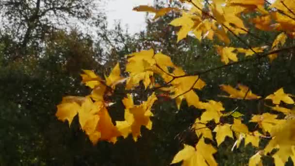 Кленовые ветви с осенними листьями раскачиваются на ветру. — стоковое видео