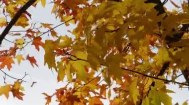 Sonbahar akçaağaç yaprakları rüzgarda uçuşuyor.