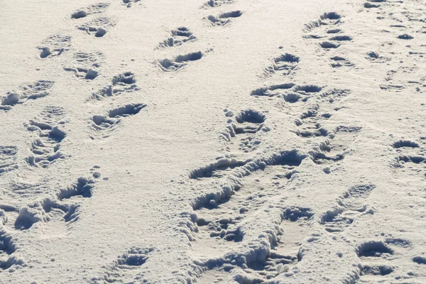 雪地里的鞋子痕迹. — 图库照片