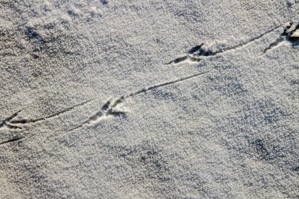 Pegada de pássaro na neve branca. — Fotografia de Stock