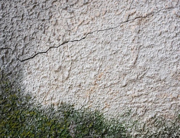 Stampo verde su stucco grigio. — Foto Stock