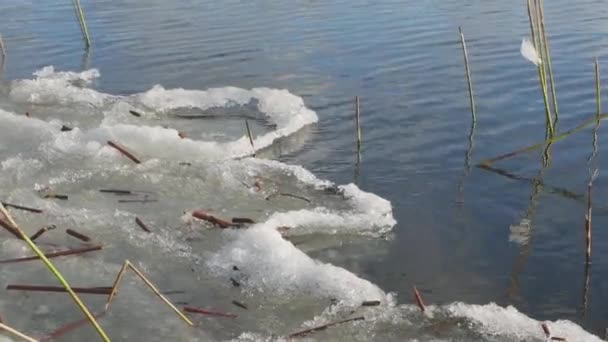 Flotteurs de glace mince sur le bord de la rivière. — Video