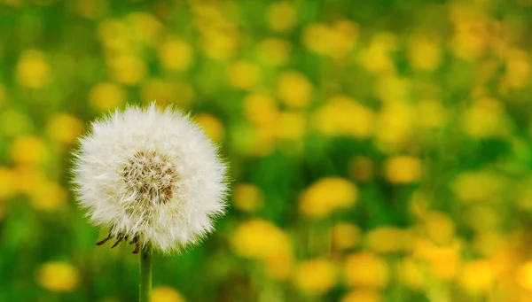 White dandelion on a background of yellow flowers. — Zdjęcie stockowe