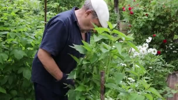 Un anciano atiende las plantas de su jardín. — Vídeo de stock