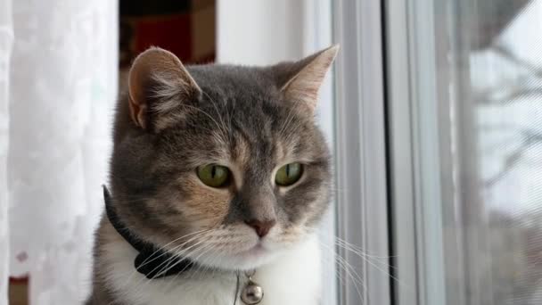 El gato se sienta en la ventana de cerca. — Vídeos de Stock