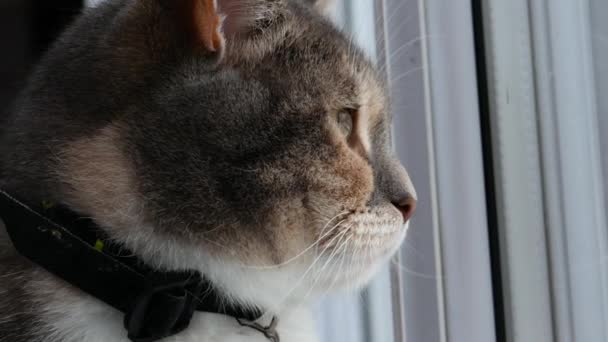 En bild av en katt i profil som tittar ut genom fönstret. — Stockvideo