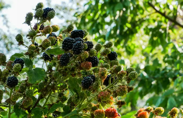 Blackberry muda semak di taman. — Stok Foto