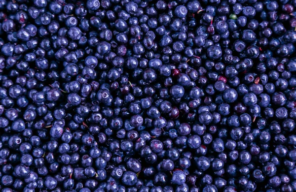 Hintergrund der blau getönten frisch gewaschenen Blaubeeren — Stockfoto