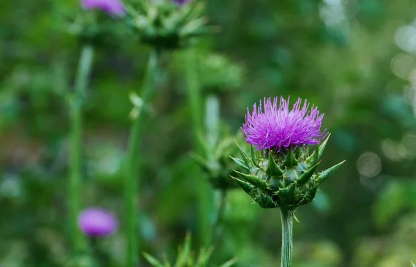 Blossoming Milk Thistle Silybum marianum flower.