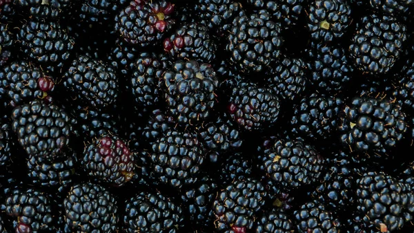 Freshly picked berries of garden blackberry top view. Stock Picture