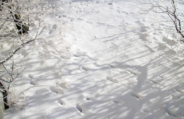 森林里白雪覆盖着动物的痕迹. — 图库照片