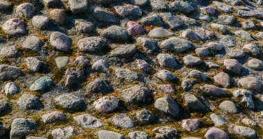 Eski taşların ve yosunların geçmişi.