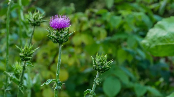 Purple milk thistle flower on a green plantation.