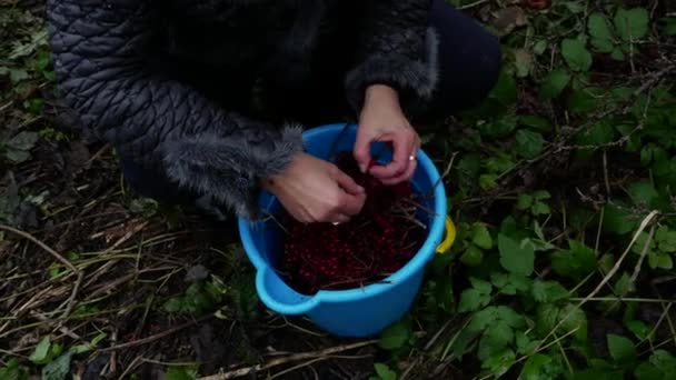 Kobieta sortuje świeżo zebrane jagody viburnum w niebieskim wiadrze. — Wideo stockowe