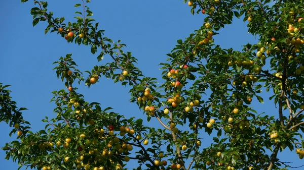 Плоды Которого Желтые Смородина Лицензионные Стоковые Фото