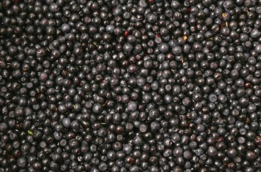 Taze toplanmış yaban mersinlerinin arka planı.