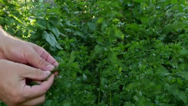 Чоловічі руки розривають листя м'яти в саду . — стокове відео