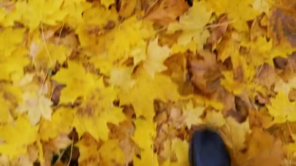 Walk through the autumn foliage in the forest close-up. — Video