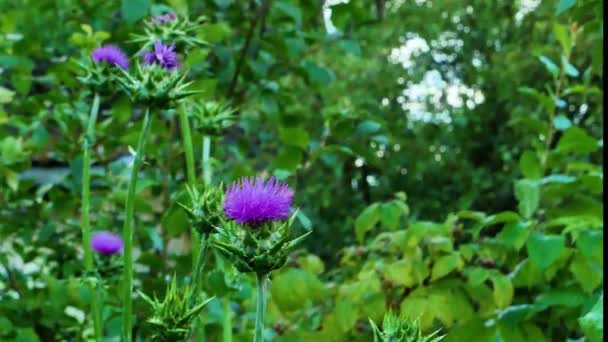 Blooming flowers of thistle in a summer field. — Stock Video