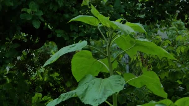 A large green unripe sunflower plant on the farm. — Stock Video
