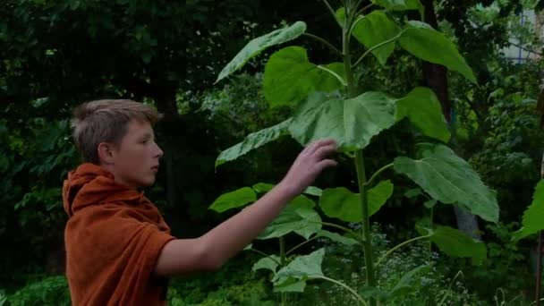 Teenager boy near a large green sunflower on a farm. — Stock Video