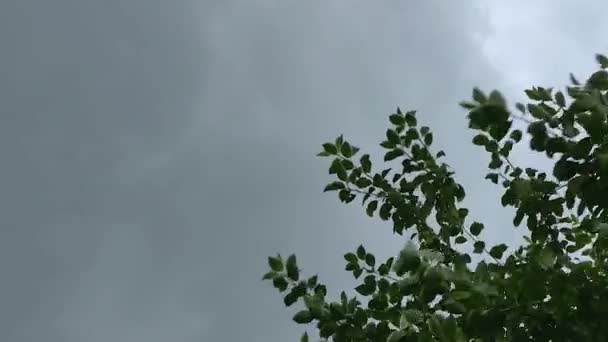Träd grenar med gröna blad mot en mörk regnig himmel. — Stockvideo