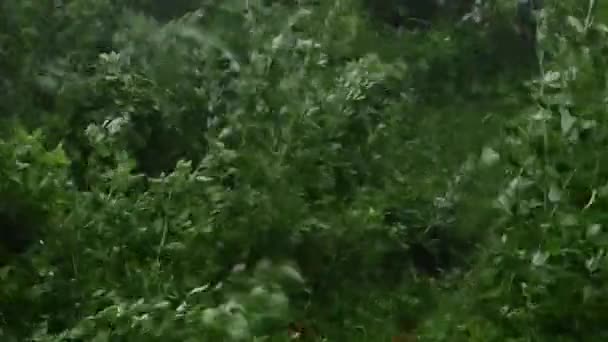 Ein Orkan mit Regen kippt die Pflanzen im Garten. — Stockvideo