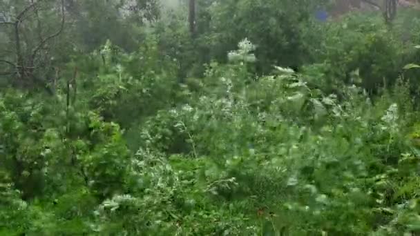 Fuertes arbustos y plantas ondeando en el huerto durante los fuertes vientos y granizo. — Vídeo de stock