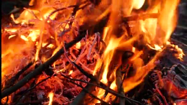 Incêndio intensamente ardente à noite close-up. — Vídeo de Stock