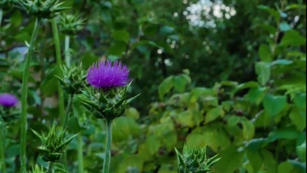 Kvetoucí mléčné bodláčí na pozadí zelených rostlin v zahradě. — Stock video