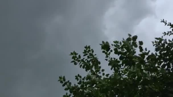 Large tree branches with green foliage swaying in the wind. — Stock Video