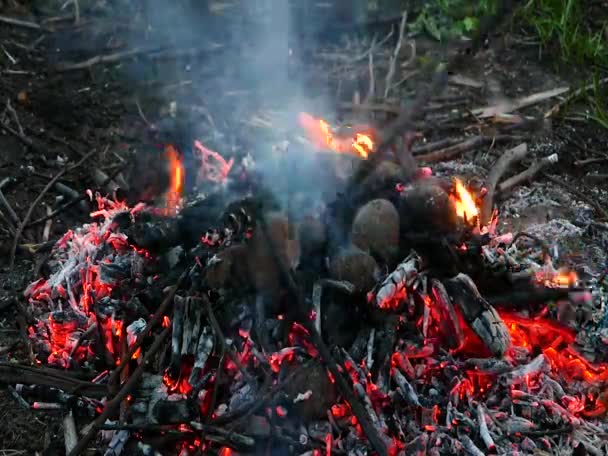 Cocinar papas en una fogata. — Vídeo de stock