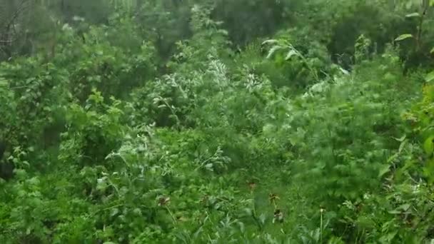 Fuertes arbustos y plantas ondeando en el huerto durante los fuertes vientos y granizo. — Vídeo de stock