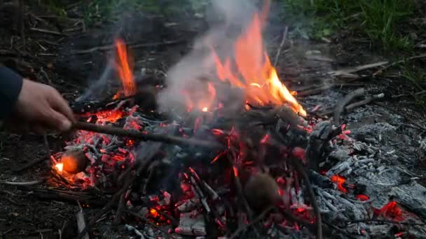 Brambory pečené v ohni. — Stock video
