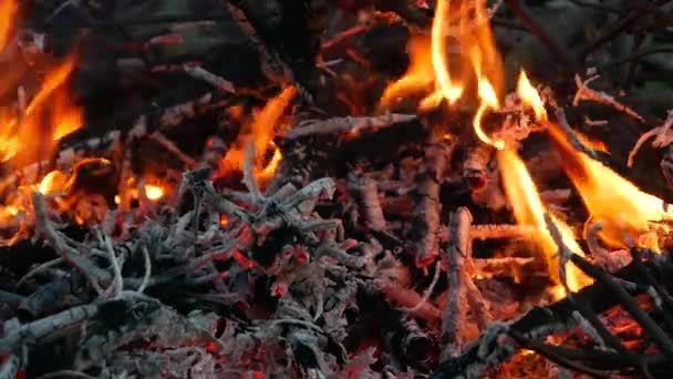 Die Äste, die in Nahaufnahme im Feuer brennen. — Stockvideo