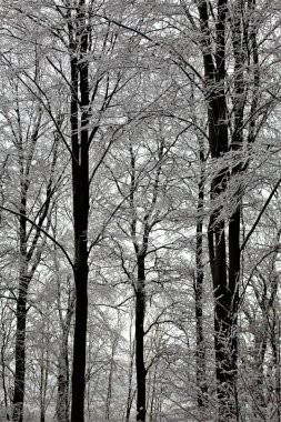 soğuk karla kaplı ağaçlar