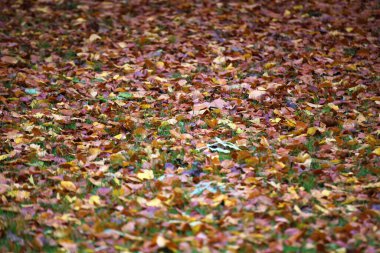Renkli konfeti arka bahçesi