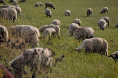 koyun ve kuzu çiftliği