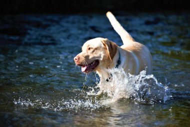 Bir köpeğin portresi.