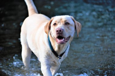 Bir köpeğin portresi.