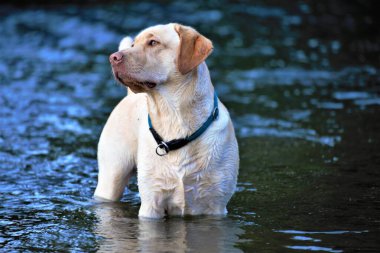 Bir köpeğin portresi.