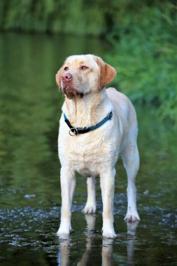 Bir köpeğin portresi.