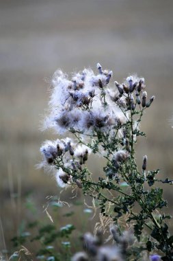 Rüzgarda kurumuş çimenler