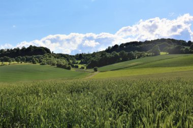 yeşil tarla ve mavi gökyüzü