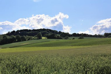 yeşil tarla ve mavi gökyüzü