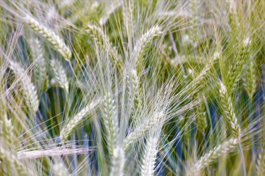 Buğday tarlası yazı